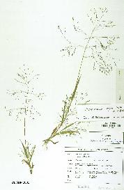 spécimen de Panicum riparium